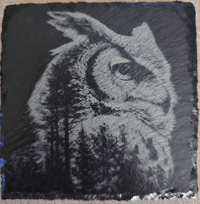 Animaux et rapaces de la forêt
