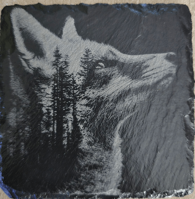 Animaux et rapaces de la forêt