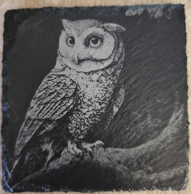 Animaux et rapaces de la forêt