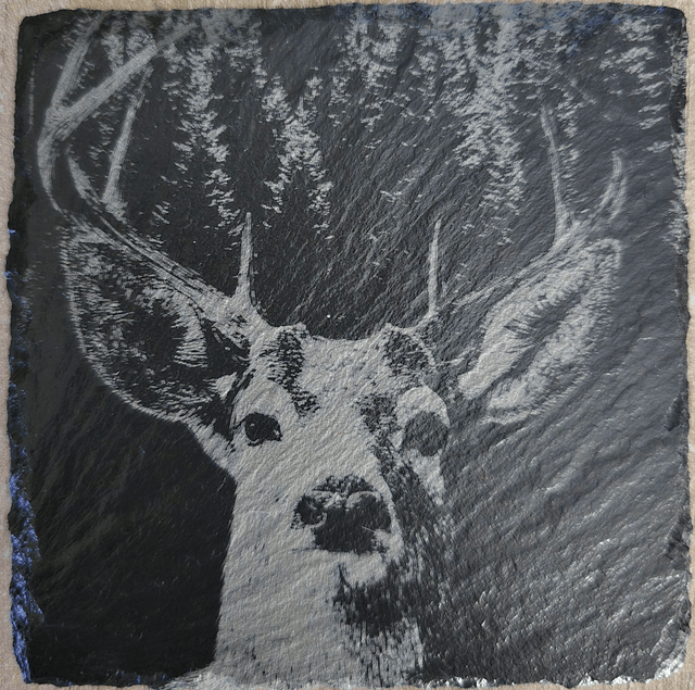 Animaux et rapaces de la forêt