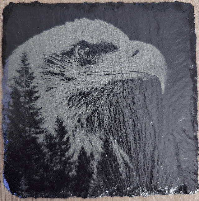 Animaux et rapaces de la forêt